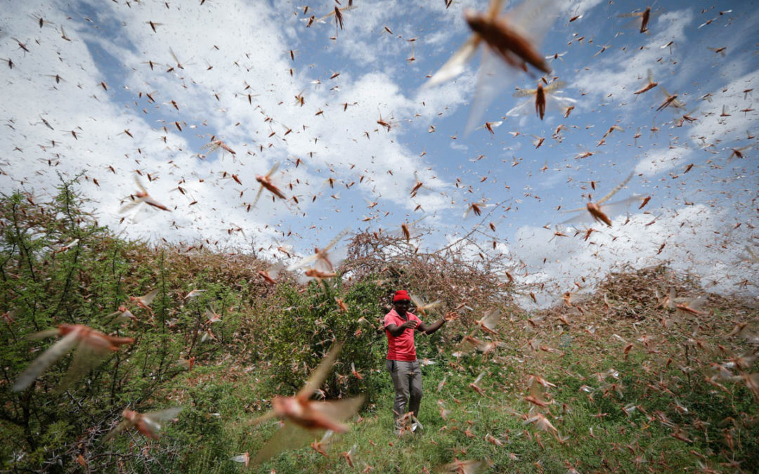 South Sudan hit by desert locust swarm as plague spreads.